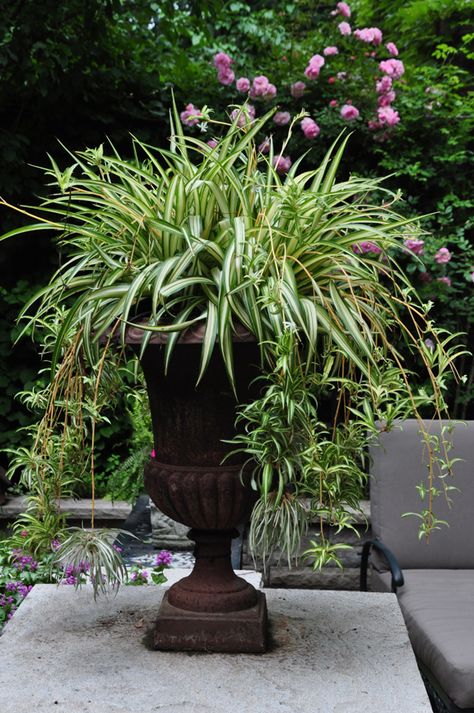 Spider plant in urn Door Planters, Thanksgiving Decorations Outdoor, Container Planting, Staghorn Fern, Container Ideas, Spider Plant, Garden Urns, Green Stuff, Have Inspiration