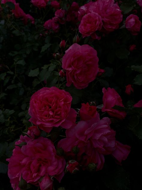 Hot Pink Roses Aesthetic, Dark Pink Flowers Aesthetic, Dark Pink Roses Aesthetic, Katherine Plumber, Dark Pink Roses, Dark Pink Flowers, Greece House, Briar Beauty, Pink Goth