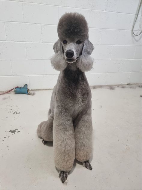 Standard Poodle Haircut Styles Short, Toy Poodle Haircut Styles, Standard Poodle Grooming, Standard Poodle Haircuts, Aesthetic Cute Wallpaper, Toy Poodle Haircut, Poodle Haircuts, Poodle Haircut Styles, Poodle Tattoo