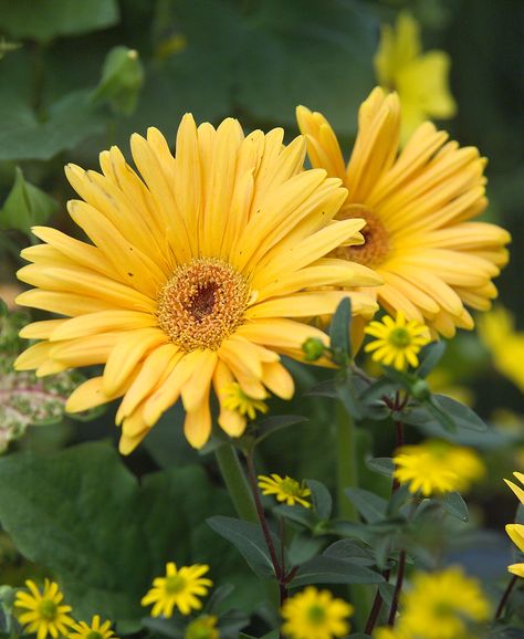 Chakra Garden, Types Of Yellow, Yellow Gerbera Daisy, A Thousand Yellow Daisies, Aesthetic Daisy, Gerbera Jamesonii, Yellow Gerbera, Front Yard Flowers, May Flower