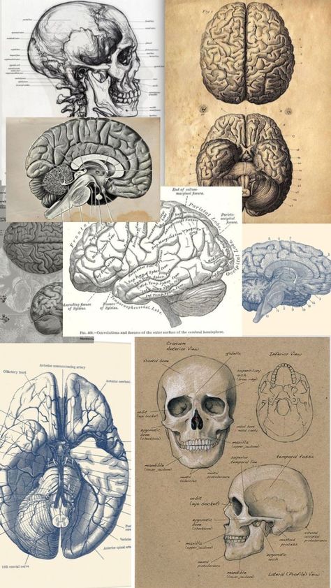 Brain Anatomy Drawing Aesthetic, Wallpaper For Nerds, Medical Anatomy Drawing, Neuroscience Major Aesthetic, Anatomy Astethic, Human Anatomy Wallpaper, Neurology Wallpaper, Neuro Wallpaper, Medicine Art Anatomy