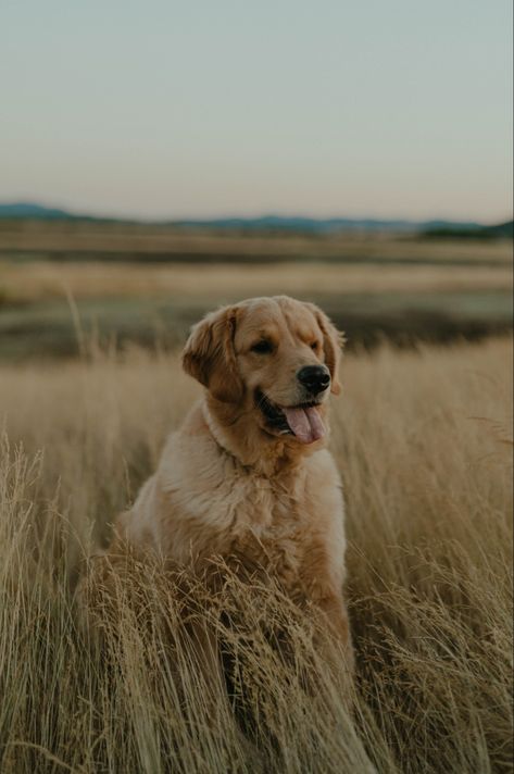 Family photoshoot of golden retriever photo by NICHOLE THOMPSON PHOTO #doglovers #goldenretriever Golden Retriever Photoshoot, Poses With Golden Retriever, Golden Retriever Photos, Golden Retriever Family Photo, Dog Parents Photoshoot, Golden Retriever Photoshoot With Owner, Photo Shoot With Old Dog, Senior Golden Retriever, Golden Retriever Family