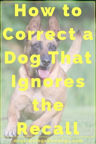 Dog Recall, Service Dog Training, Easiest Dogs To Train, Dog Training Treats, Dog Training Advice, Puppy Training Tips, Dog Training Techniques, Best Dog Training, Dog Training Collar