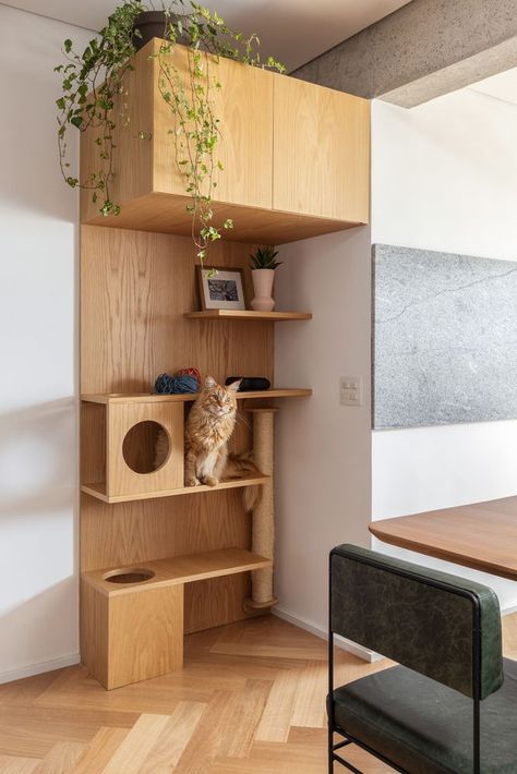 Functional Cabinets and Shelves: Spatial Practicality in 8 Examples - Image 5 of 14 Cat Room Decor, Cabinets And Shelves, Cat Wall Furniture, Cat House Diy, Bed Shelves, Studio Studio, Cat Shelves, Animal Room, Cat Room