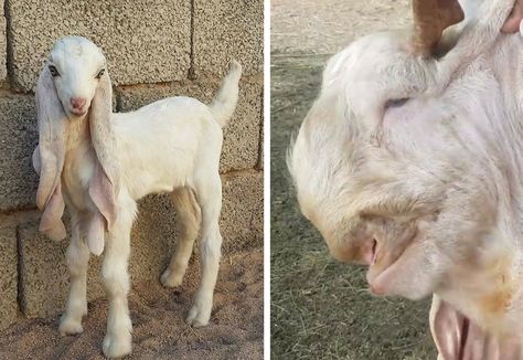 20 Animals That Made Us Ask “What Are You?” Damascus Goat, Long Eared Jerboa, Movie Duos, Odd Creatures, Goat Breeds, Farm Pets, Animal Captions, Hobbies To Take Up, Demon Mask