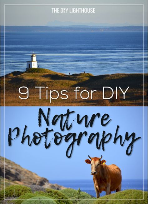 DIY Nature Photography - 9 Beginner Tips - The DIY Lighthouse Diy Lighthouse, Wildlife Photography Tips, Outdoor Photography Tips, Newborn Photography Tips, Photography Inspiration Nature, Diy Nature, Nature Photography Tips, Film Photography Tips, Travel Photography Tips