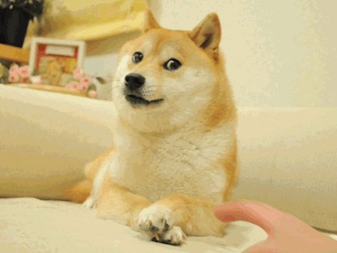 Doge Gif | Doge | Know Your Meme Doge Gif, Funny Doge, Doge Dog, Doge Meme, Shiba Inu Dog, Types Of Dogs, Comic Sans, Beloved Dog, Chewbacca