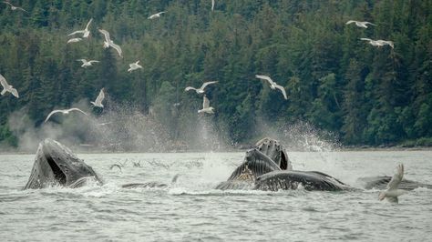 Alaska Salmon Fishing, Halibut Fishing, Tongass National Forest, Alaska Wildlife, Alaska Fishing, Ketchikan Alaska, Salmon Fishing, Marine Mammals, Humpback Whale