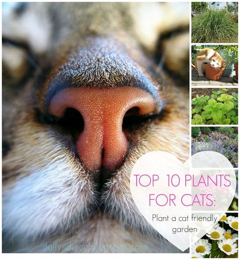 Cat Friendly Garden, Indoor Cat Garden, Cat Friendly Plants, Cat Safe Plants, Fusion Recipes, Cat Patio, Chat Kawaii, Cat Grass, Cat Plants