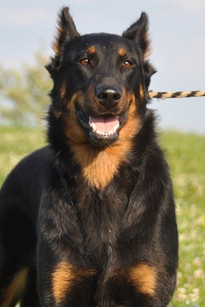 Beauceron #herding #beauceron #wagwalking Beauceron Puppy, French Shepherd, Beauceron Dog, Herding Dogs Breeds, Best Guard Dogs, All Breeds Of Dogs, Disabled Dog, Sheep Dog, Bluetick Coonhound