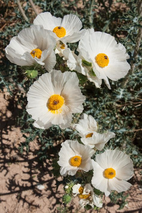 Prickly Poppy, Chicalote, Argemone munita (Papaveraceae) f… | Flickr Prickly Poppy Flower, Prickly Poppy Tattoo, White Prickly Poppy, Prickly Poppy, Entry Garden, Poppy Flower Art, Plant Parenthood, Piercing Inspiration, Poppies Tattoo