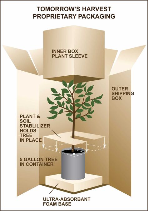 How To Pack Plants For Shipping, Shipping Plants, Plants Packaging, Packing Plants For Shipping, Plant Packaging Ideas, Plant Packaging Design, Plant Packaging, Kaktus Dan Sukulen, Packaging Template Design