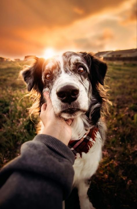 Photoshoot With Dog And Owner, Dog Photoshoot Ideas With Owner, Dog Family Pictures, Family Dog Photos, Pet Photography Poses, Dog Photoshoot Pet Photography, Dog Portrait Photography, Dog Photography Poses, Animal Photoshoot