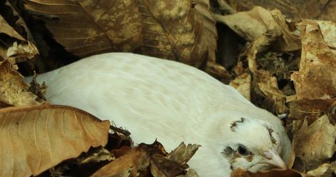 Create Safe Quail Habitat Nesting Breeding Pair Bonding Natural Quail Habitat, Quail Aviary Ideas, Jumbo Quail, Pair Bonding, Quail Habitat, Coturnix Quail, Quail Coop, Raising Quail, Rabbit Farm