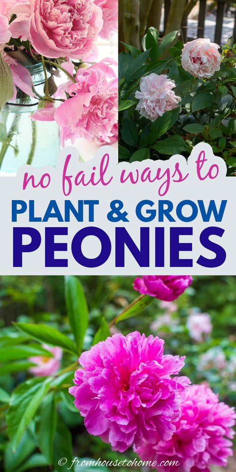 How To Grow Peonies, Grow Peonies, Peony Plant, Peony Care, Rosen Beet, Peony Leaves, Peony Bush, Planting Peonies, Growing Peonies