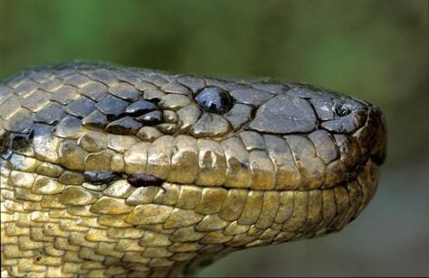 Anacondas have nostrils and eyes on the tops of their heads, which allow them to see above the water while remaining mostly submerged. They have a thick black stripe that runs from the eye to the jaw.<br /> Anaconda Attack, Giant Anaconda, Anaconda Snake, Snake Heads, Month Animals, Convergent Evolution, Snake Head, Cute Reptiles, Animal Magic