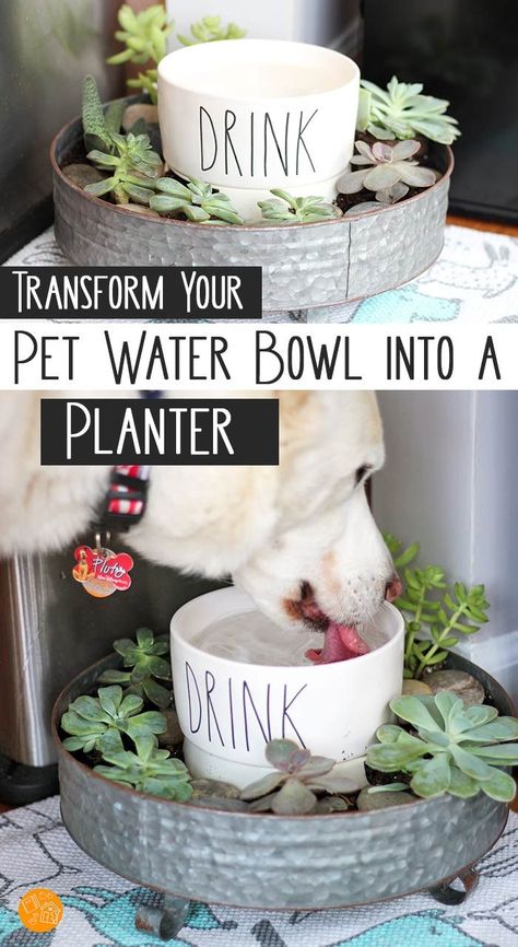 Turn your pet's water bowl into a super cute planter! This is genius - let the dog water the plants when he drinks. Uses pet friendly plants to create and succulent garden and DIY dog bowl in one. Works for cats too! Love this idea for a pet DIY project. #raedunn #pets #DIY #dogs #cats Dog Bowl Planter Diy, Garden For Dogs Ideas, Dog Water Bowl Garden, Water Bowls For Dogs, Pet Diy Projects, Pet Diy, Dogs Diy Projects, Pet Water Bowl, Dog Water Bowls