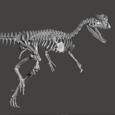 A complete skeleton of the Jurassic Theropod dinosaur Dilophosaurus wetherilli. The folder contains all the bones of the model, sometimes bones are grouped so that they're easier to print, like ribs with vertebrae. This makes the single parts also easier to assemble. The folder also contains the whole skeleton so you can modify the single elements. If you want to print it with a resin printer, this allows you to print the entire model. Diplodocus Skeleton, Brontosaurus Skeleton, Dilophosaurus Skeleton, Pachycephalosaurus Skeleton, Dinosaur Skeleton Museum, Dinosaur Skeleton, Jurassic World Dinosaurs, Dinosaur Fossils, Sketchbook Art Inspiration