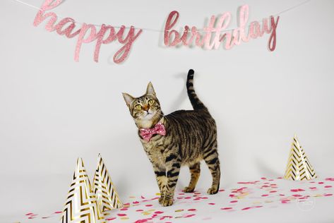 Diy Cat Photoshoot, Cat Birthday Photoshoot, Cat Photoshoot, Barbie Dog, Pet Birthday, Kitten Birthday, 24th Birthday, Gotcha Day, Old Cats