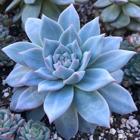 8 Blue Succulents You Need in Your Succulent Garden https://succulentcity.com/blue-succulents/ Blue Succulents, Purple Succulents, Garden Succulents, Succulent Garden Design, Blue Plants, Leafy Plants, Colorful Succulents, Succulent Gardening, Succulents Plants