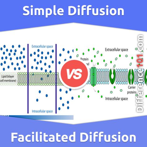 Simple Diffusion vs. Facilitated Diffusion: What’s The Difference Between Simple Diffusion And Facilitated Diffusion? What are the differences between simple diffusion and facilitated diffusion? What are some examples of each? Read on to learn more about the key distinctions between these two important processes. #FacilitatedDiffusion #FAQ #SimpleDiffusion #TechnologyScience #difference101 #difference #comparison #top10 #topchart #versus #vs #differences #comparisons Facilitated Diffusion, Passive Transport, Finance Bank, Kinetic Energy, Cell Membrane, Science And Technology, Biology, Easy Drawings, To Learn