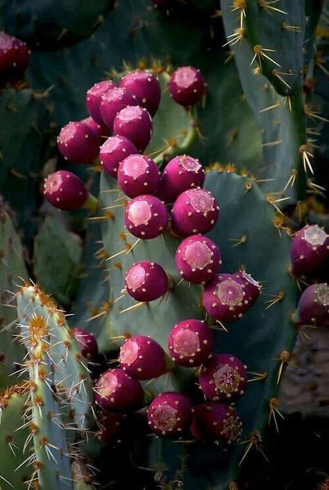 How to Grow -Prickly Pears - Gardening Jones Cactus Planta, نباتات منزلية, Succulent Gardens, Prickly Pear Cactus, Desert Flowers, Cactus Flowers, Cactus Plant, Desert Plants, Cactus Y Suculentas