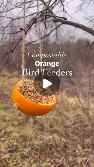 Daniella Esposito on Instagram: "The reel that went viral last year: orange, compostable bird feeder. An annual tradition 🐦🍊🪶

Please keep in mind peanut butter is OPTIONAL!! You could solely just put birdseed in the oranges or mix with suet/gelatin. The biggest problem with this birdfeeder last year was the amount of squirrels it attracted. Did you know that there are bird seeds that squirrels aren’t attracted to?

What you’ll need:

🍊Oranges 
🪶Bird seed
🥜Natural Peanut butter (or suet or gelatin).
🧶Twine 

Directions:

Cut oranges in half and clean insides (we saved the insides for smoothies). Using a small knife or tooth pick, gently poke hole on opposite sides of orange. Using twine, feed through both holes and tie knot of either side to create a hanging string. Now that oranges Bird Feeders For Kids To Make, Winter Bird Feeders, Bird Feeder Craft, Bird Seed Ornaments, Homemade Bird Feeders, Tooth Pick, Small Knife, Cut Orange, Diy Bird Feeder