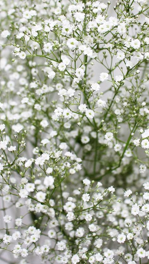 Gypsophila Tattoo, Babys Breath Aesthetic, Flower Screensaver, Lily Garden, Bloom Where Youre Planted, Best Anime Drawings, Flower Guide, Flowery Wallpaper, Iphone Wallpaper Photos