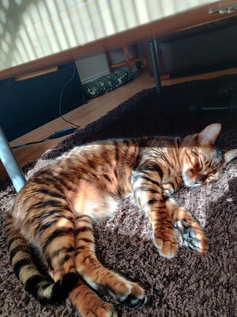 My orange toyger sunbathing Doctor Odyssey, Orange Persian Cat, Tiger Striped Cat, Toyger Cat, Cat Dark, Ginger Kitten, Striped Cat, Bengal Tiger, Aesthetic Things