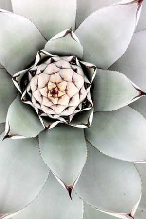 Desert dwelling succulent. Natural Forms Photography, Sage Aesthetic, Photography Plants, Desert Sage, Natural Forms, Plants, Green, Photography, White