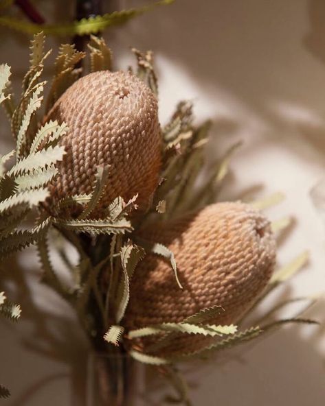 Banksias in blush Dried Banksia, Dried Protea, Native Bouquet, Banksia Flower, Studio Jewelry, Australian Flora, Dried Bouquet, Bouquet Ideas, Blush Tones