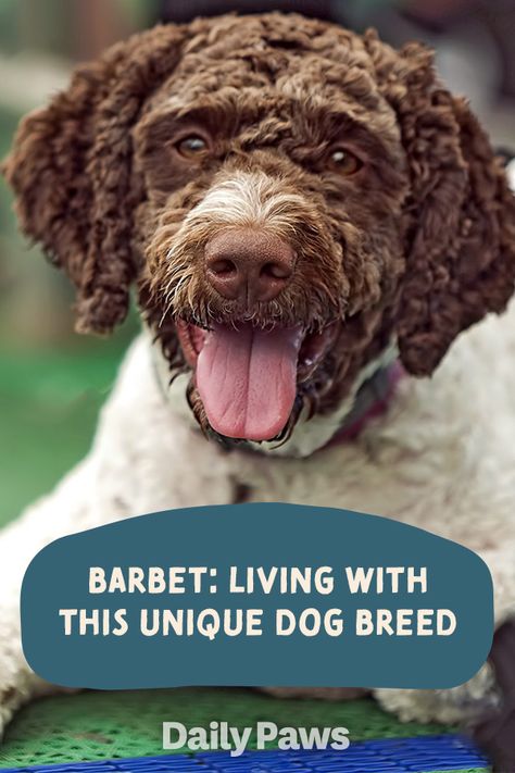 Barbets are smart, fun-loving, and affectionate dogs who make the perfect addition to any family. Whether you live in an apartment or on a farm, a curly-haired barbet will be great for your family. Learn all about the Barbet and it's health and living needs. #breeds #petbreeds #breedroundup #catbreeds #kittenbreeds #dogbreeds #bestcatbreeds #bestdogbreeds Barbet Puppy, Barbet Dog, Spanish Water Dog, Best Cat Breeds, Kitten Breeds, Unique Dog Breeds, Portuguese Water Dog, Green Flooring, Pet Breeds