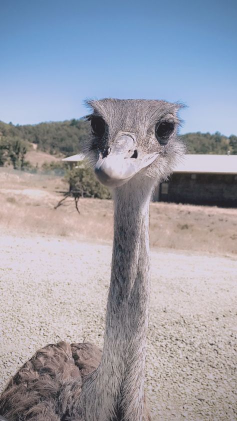 Emu, cute, wildlife, birds Emu Animal, Aesthetic Wildlife, Birds Aesthetic, Emu Bird, Extinct Animals, Australian Native, Cute Birds, Reference Photos, Emu