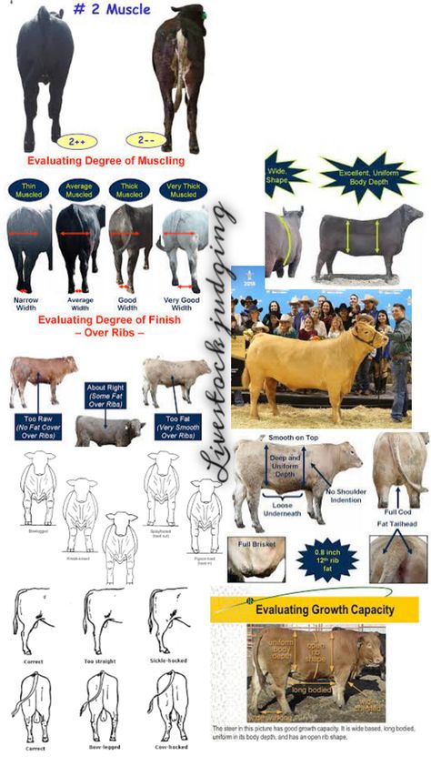 It shows everything you need to get started Livestock Judging, Ag Education, Show Cows, Show Cattle, Showing Livestock, Dairy Goats, Ffa, Country Life, Things To Know