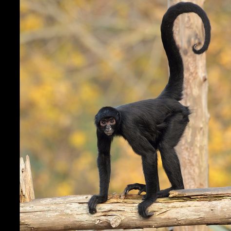 Spider Monkeys, Hug Each Other, Monkey Animal, Forest Sounds, Endangered Wildlife, Spider Monkey, National Geographic Kids, Small Insects, Pet Monkey