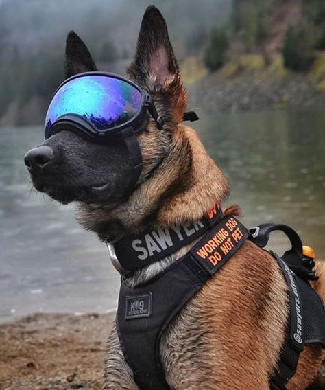 Belgian Malinois K9, Tactical Dog Gear, K9 Police Dogs, Black Doberman, Dog Soldiers, Army Dogs, Dog Hero, Service Dogs Gear, Belgian Malinois Dog