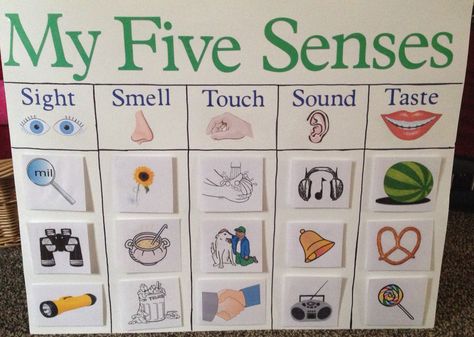 My Five Senses Board for Kindergarten! Classifying objects into the categories! Five Senses Board, Board For Kindergarten, Butterfly Life Cycle Craft, Life Cycle Craft, My Five Senses, Our Senses, Butterfly Life Cycle, Five Senses, Life Cycle