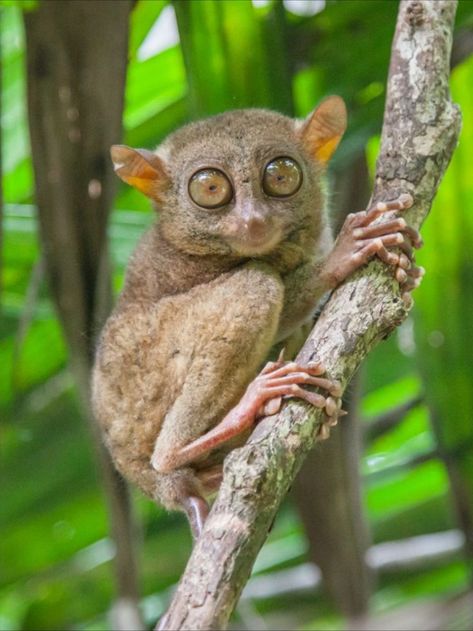 This is the Philippine tarsier! One of the world's smallest primates. Endemic to the southwest portion of the Philippine archipelago. Nocturnal, they are built to see, hear, and hunt in darkness. Large eyes are fixed in place; their heads rotate similarly to owls. Flexible, hairless ears detect even the slightest insect movements. Threatened by habitat loss, hunting, and capture for the pet trade. They typically do not survive captivity. Populations are decreasing. They are Near Threatened. Monkey Species, Beautiful Philippines, Philippine History, Philippine Islands, Small Monkey, Bohol Philippines, Wild Kingdom, Animal Art Prints, Animal Print Wallpaper