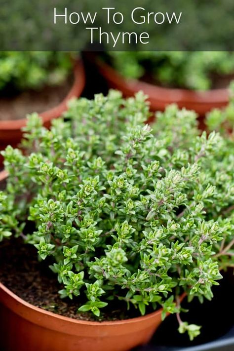 Learn how to grow your own thyme at home. A hardy little perennial that requires little work, but offers big rewards! #gardening #homesteading #thyme #growingherbs Grow Thyme, Growing Thyme, Thyme Plant, Herb Garden Design, Large Flower Pots, Astuces Diy, Indoor Herb Garden, Herbs Indoors, Plant Cuttings