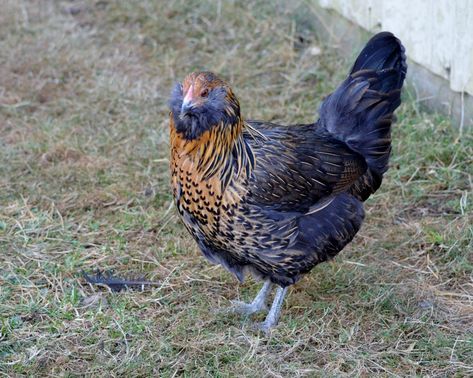 Bantam Breeds, Easter Egger Chicken, Chicken Coloring, Easter Eggers, Backyard Chicken Farming, Egg Production, Blue Eggs, Chicken Breeds, Pet Chickens