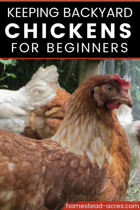 Backyard Chickens Diy, Raising Meat Chickens, Chickens For Eggs, Chickens For Beginners, Chicken Raising, Egg Laying Chickens, Backyard Chicken Coop Plans, Urban Chickens, Chicken Care