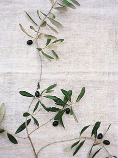 Olivier En Pot, Olive Tree Branch, Olive Branches, Deco Nature, Olive Tree, Olive Branch, Tree Branch, Top View, Travel Lifestyle