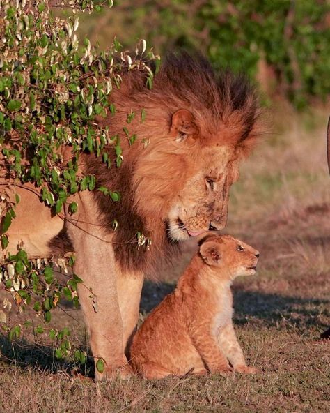 Enkoyonai pride cubs finds safety with her father. The Enkoyonai pride is ruled by a pair of brothers, the Fig Tree lions Nyekundo and Osupaat. Both lions have an affectionate bond with their cubs. Which is something that is not often seen. Maasai Mara Photo credits: Amy Battis Lion Poses, Lion Kings, Animal Poses, Lion Kingdom, Lion Couple, The Fig Tree, Pictures Friends, Maasai Mara, Cutee Animals