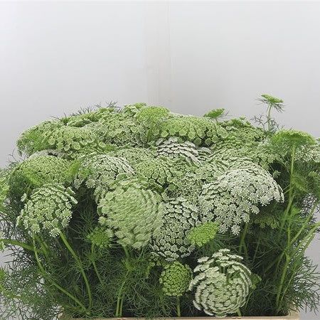 Ammi Visnaga, Ammi Majus, Flower Library, June Flowers, Dutch Flowers, Flower Bucket, Florist Supplies, Flowers Delivered, Flower Food