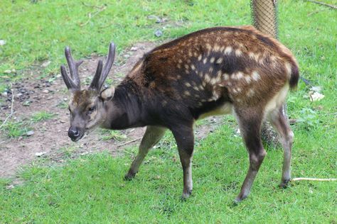 Aka. Visayan Spotted Deer. Endangered Western Visayas, Spotted Deer, Bacolod City, Bacolod, Zoology, Weird Animals, Endangered Species, Animal Planet, Mammals