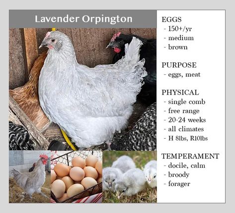 Lavender Orpington Chickens, Chicken Hacks, Largest Chicken Breed, Lavender Orpington, Dino Nuggies, Chicken Coop Plans Free, Chicken Houses, Homestead Animals, Calm Nature