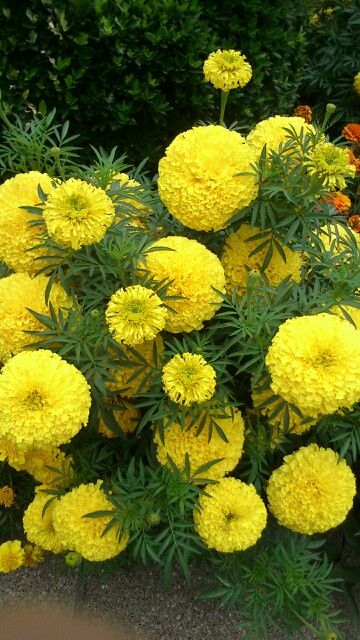 Bird Bath Garden, Flowers Photography Wallpaper, Flowery Wallpaper, Marigold Flower, Beautiful Flowers Garden, Beautiful Flowers Pictures, Beautiful Nature Wallpaper, Good Morning Flowers, Flower Images