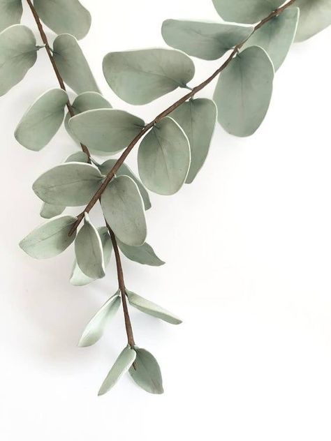 Eucalyptus Mood Board, Eucalyptus Aesthetic, Classy Flowers, Eucalyptus Wallpaper, Flor Iphone Wallpaper, Feuille Eucalyptus, Mood Images, Plant Wallpaper, 背景 シンプル