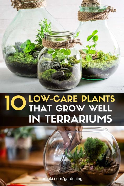 Diy Terrarium Plants, Easy Closed Terrarium Diy, Small Terrarium Diy, How To Make A Tiny Terrarium, Diy Mini Terrarium Glass Jars, Pothos In Terrarium, Tiny Jar Terrarium, Tiny Terrarium Plants, Small Plant Terrarium Ideas