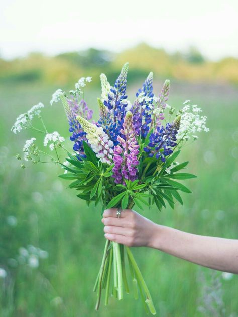 Lupin Bouquet, Lupine Bouquet, Body Of My Dreams, Lupine Flowers, Flower Cottage, Flower Cart, Hand Flowers, Summer Bucket List, Cut Flower Garden